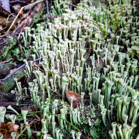 iNaturalist [1,5k+ obs] thumbnail