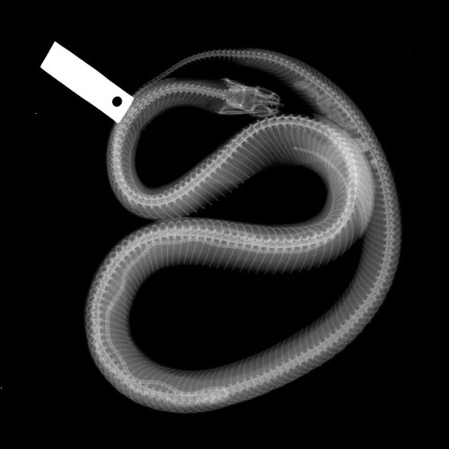 Year of the Snake thumbnail