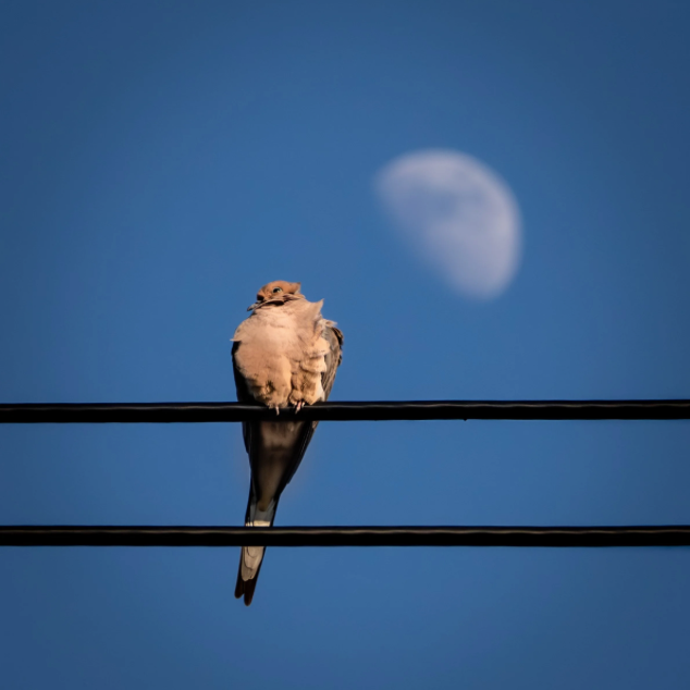 The Brooklyn Eye - Nature Photography thumbnail