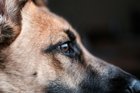 Inteligência emocional: curso para cães reativos thumbnail