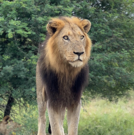 Consultoria personalizada: roteiro Kruger thumbnail