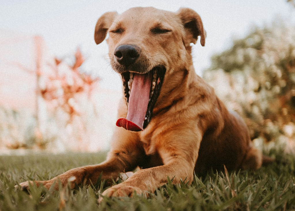 Desvendando Vira latas - Masterclass thumbnail