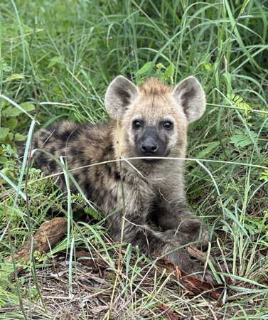 Pré-lançamento: Safari por conta própria no Kruger thumbnail