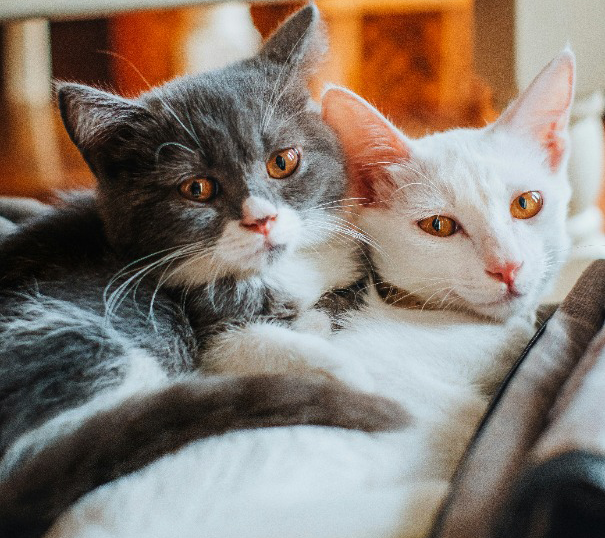 Curso Adaptação de novo gato e brigas thumbnail