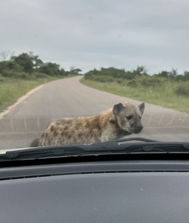 Consultoria Self-drive safari no Kruger thumbnail