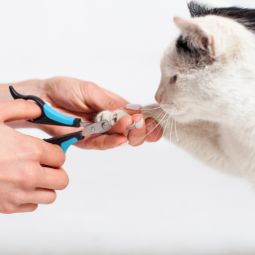 Corte de Unhas (Gatos) thumbnail