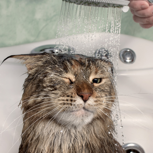 Banho em felinos  - A partir de thumbnail