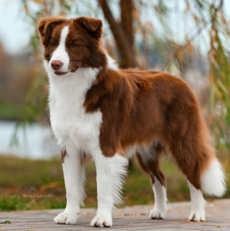 Banho e Tosa M - A partir de thumbnail