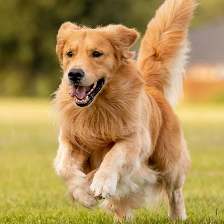 Banho e Tosa G - A partir de thumbnail