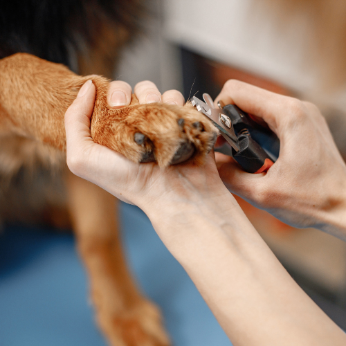 Corte de Unhas (Cão) thumbnail