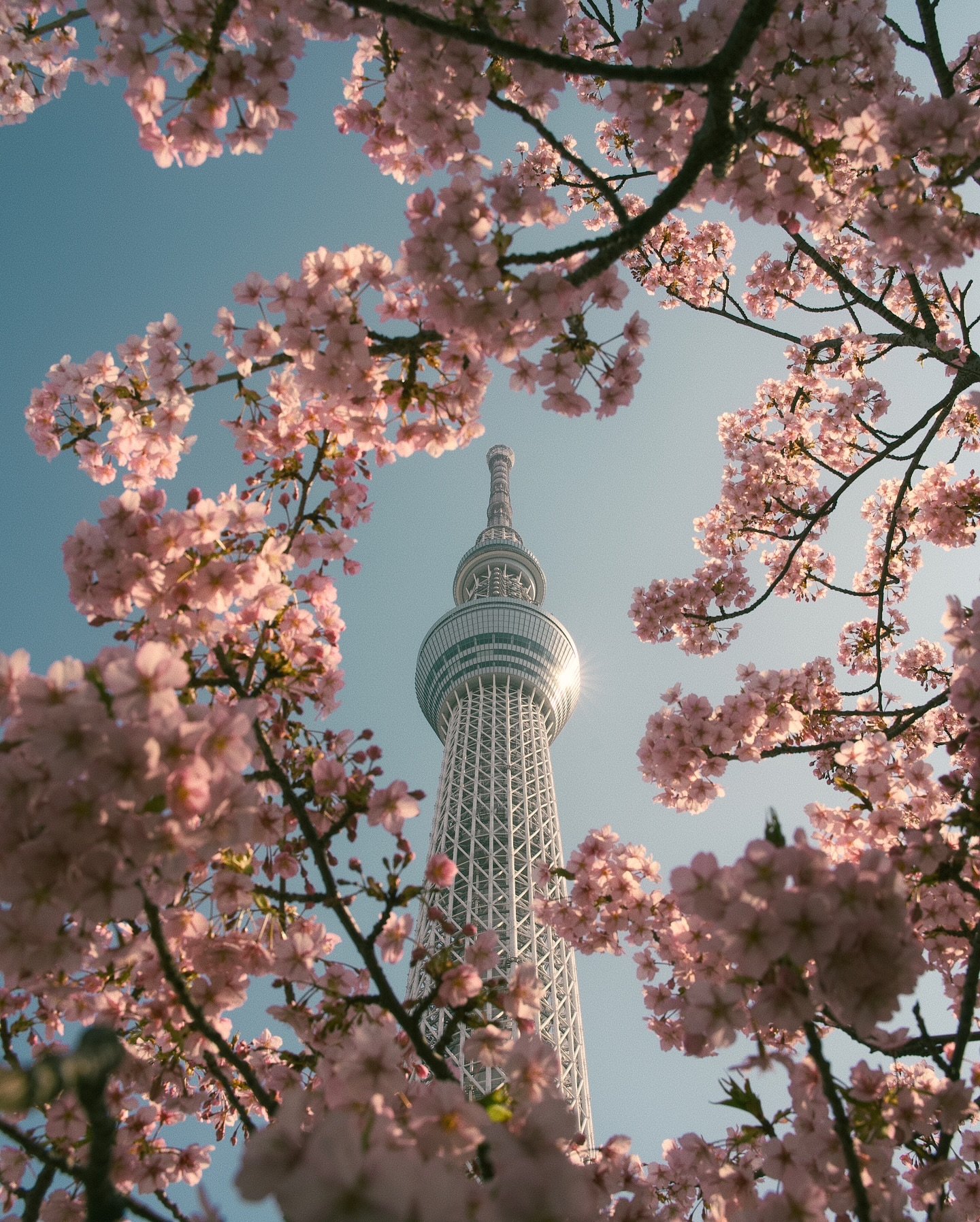 Skytree in the sakura frame🌸
(64/366) Explore Japan More ✈︎ @akiratrip_

This is the only time you can see the collabora
