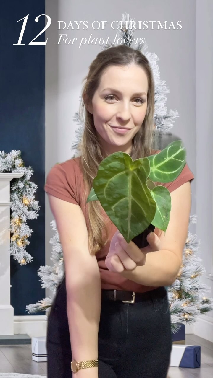 On the 1st day of Christmas my true love gave to me,
A plant consultation on Teams 💻🫶🏼

Choose from 30 or 60 minutes via