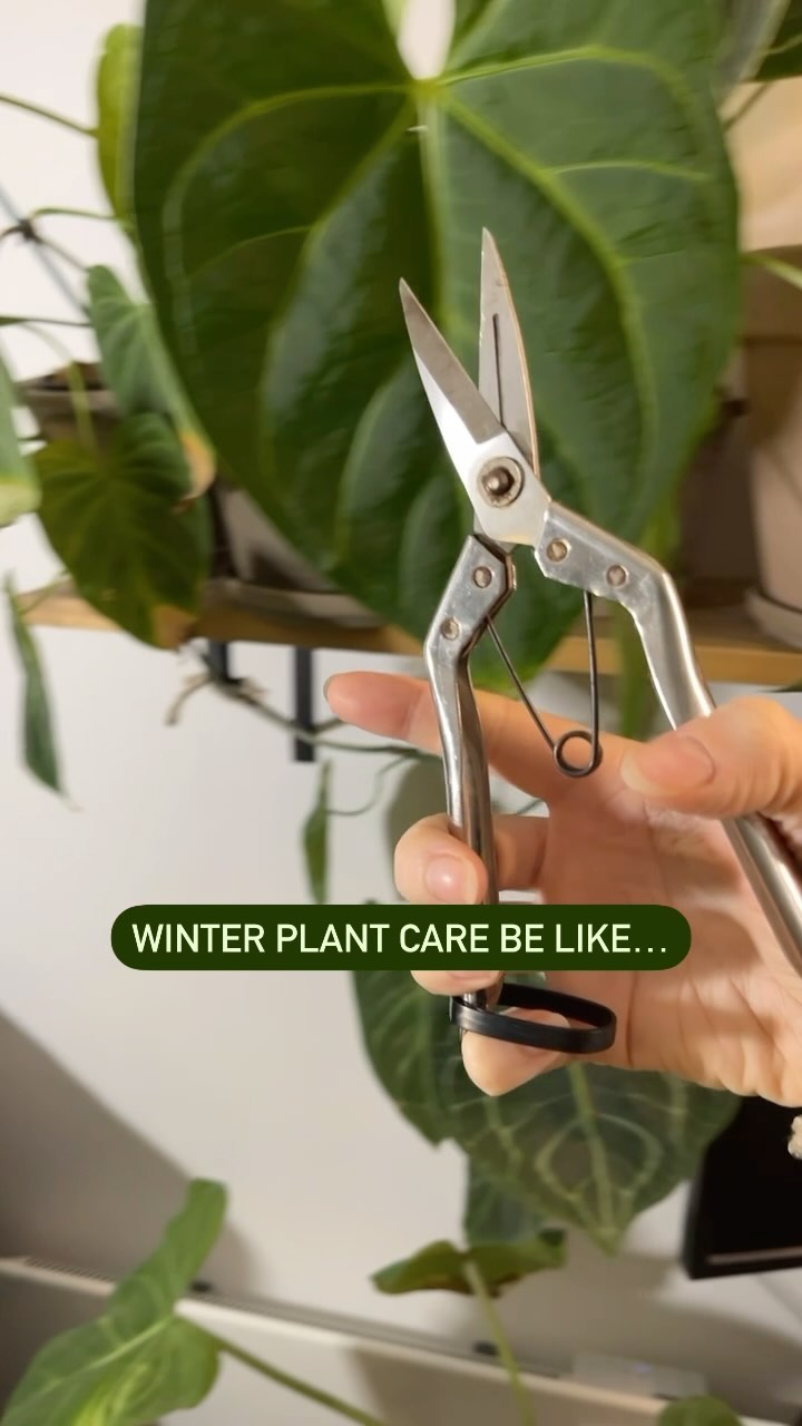 Get your secateurs via the link in my bio - you’ll need them 😩

Just click this linked image at the bottom. I’ve also li