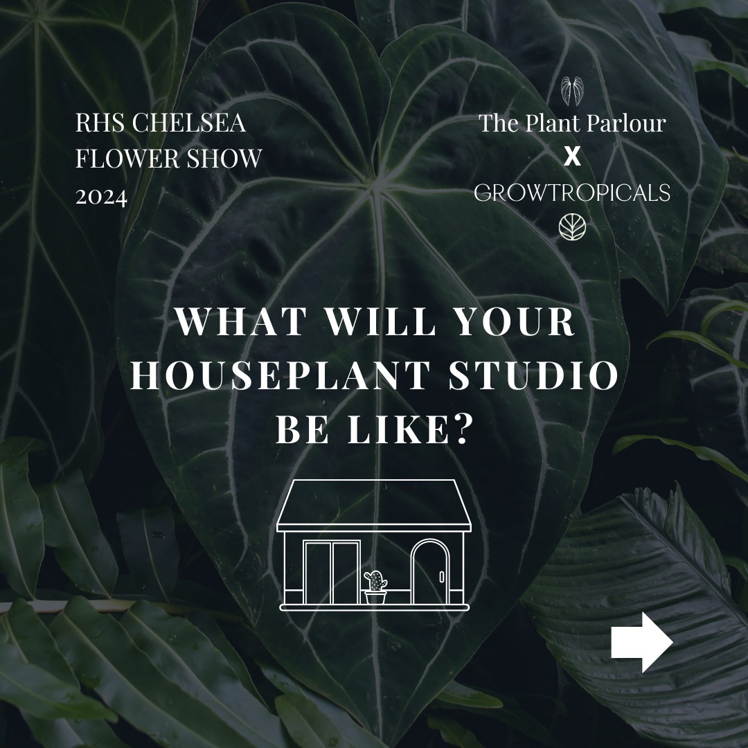 Head to the link in my bio to read the full blog announcement!

You'll find more details about The Plant Parlour x GrowT