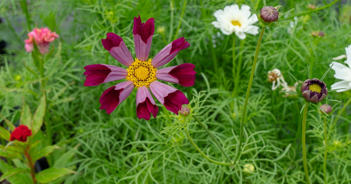 Kentucky Garden Trail | A Botanical Adventure thumbnail