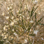 Forward - An Occassional Newsletter thumbnail