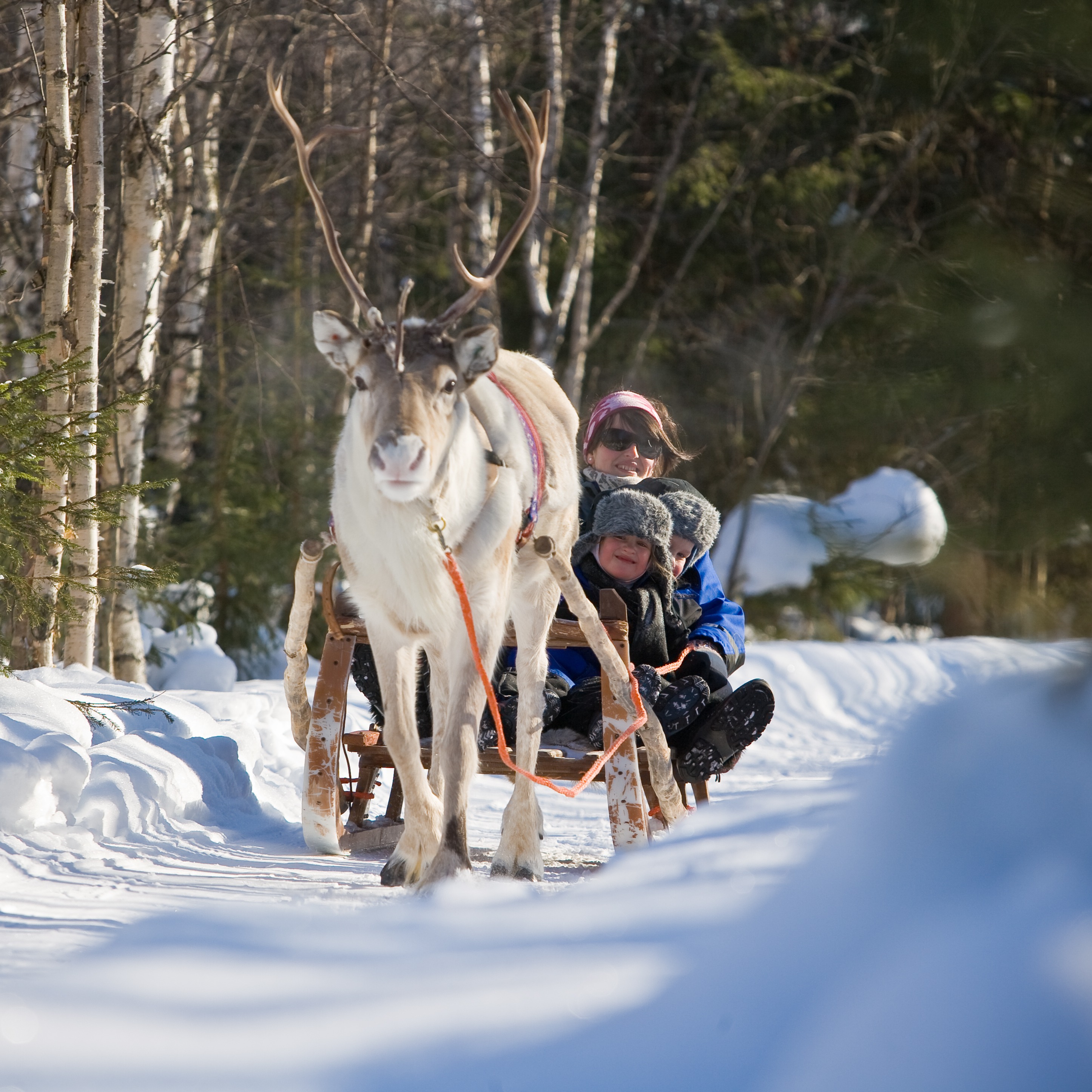 Reindeer Sleigh Ride - 1,5 km  thumbnail