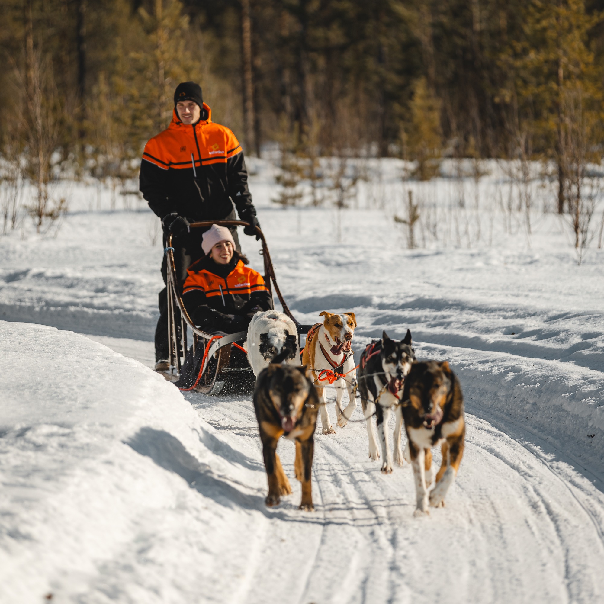 Husky Safari in Wilderness 15 km - Safartica thumbnail