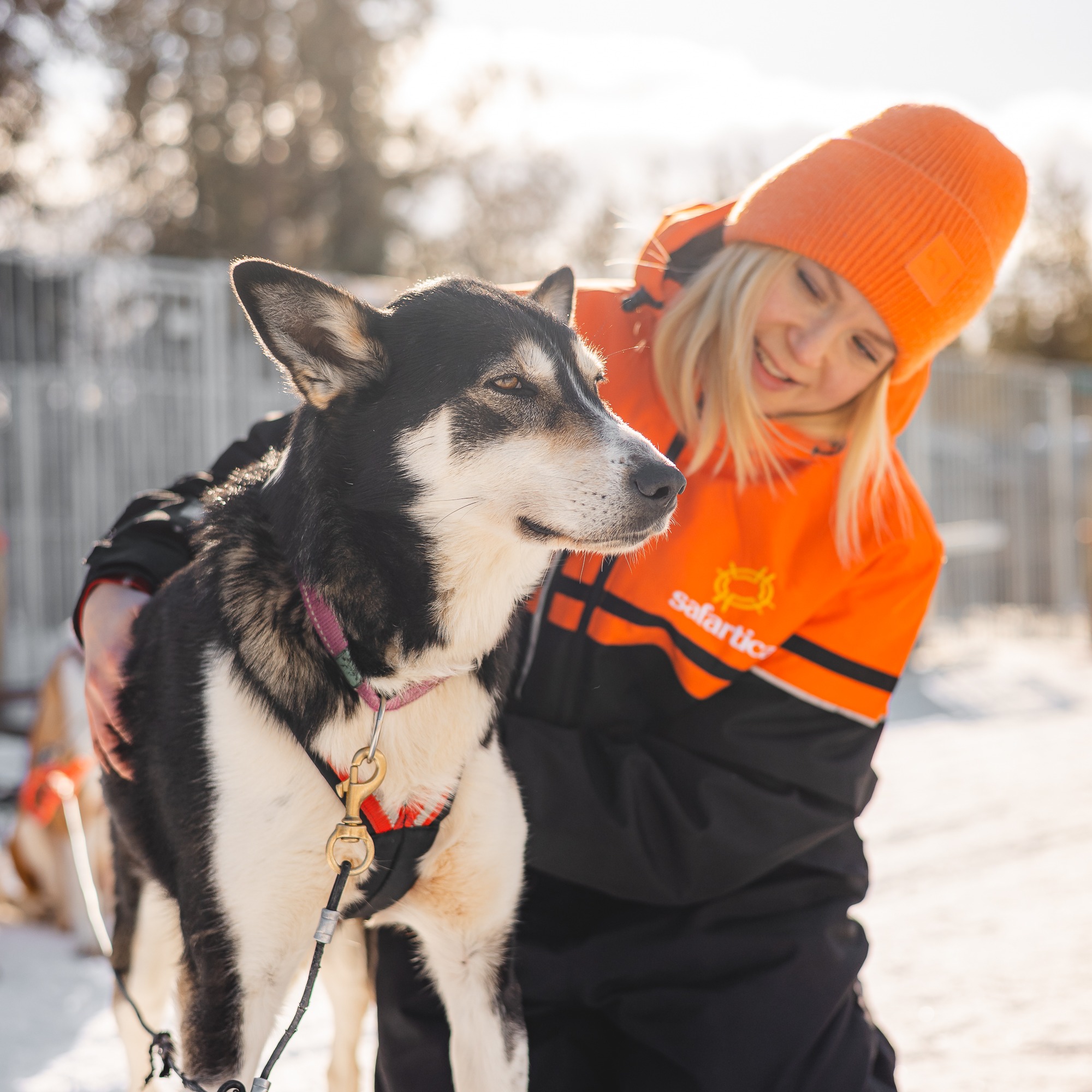Husky Experience – 5 km husky safari  thumbnail