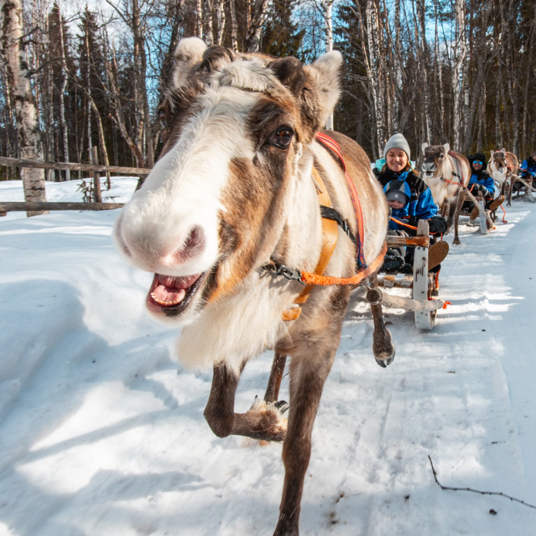 In Pursuit of Reindeer thumbnail