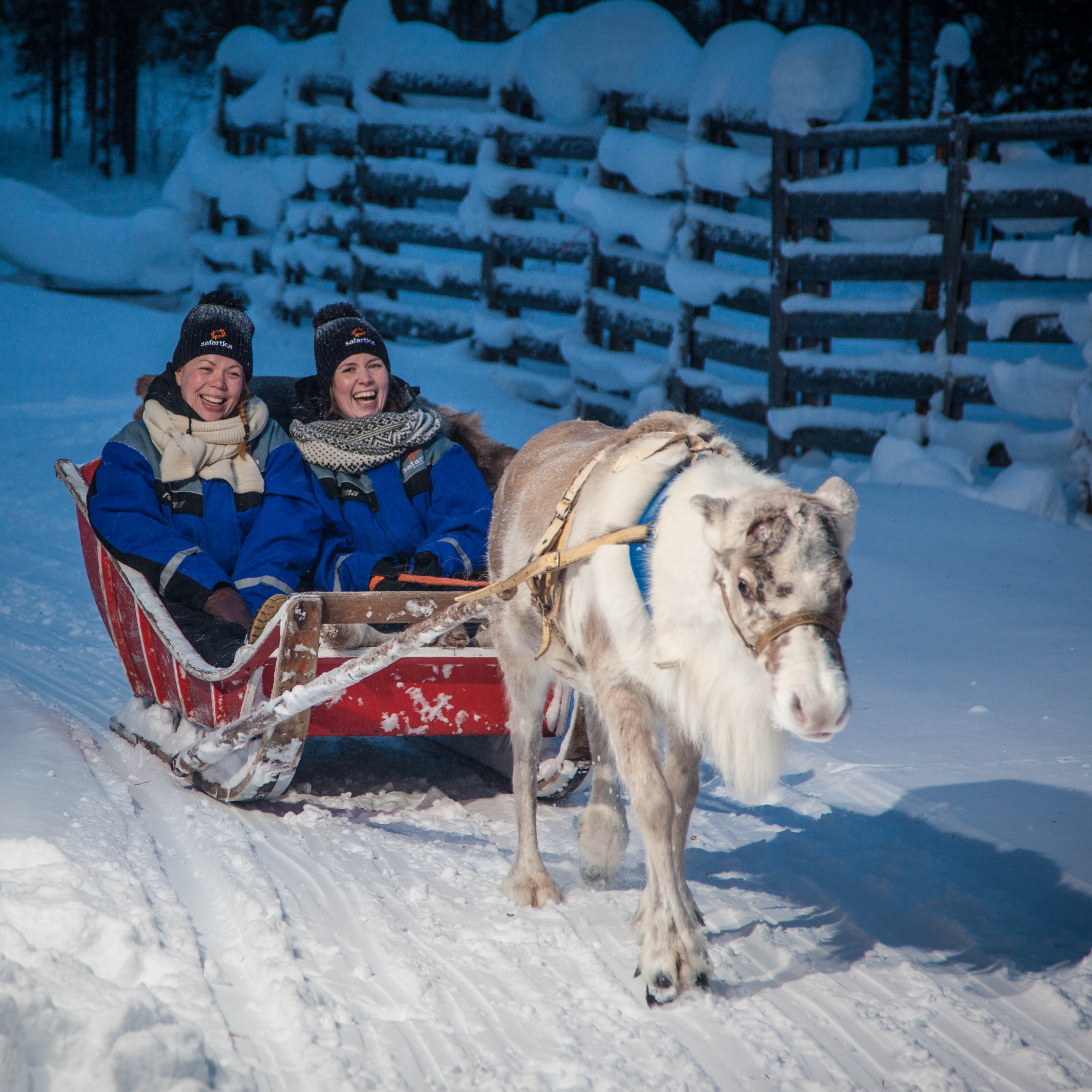 Evening Reindeer Sleigh Ride  thumbnail