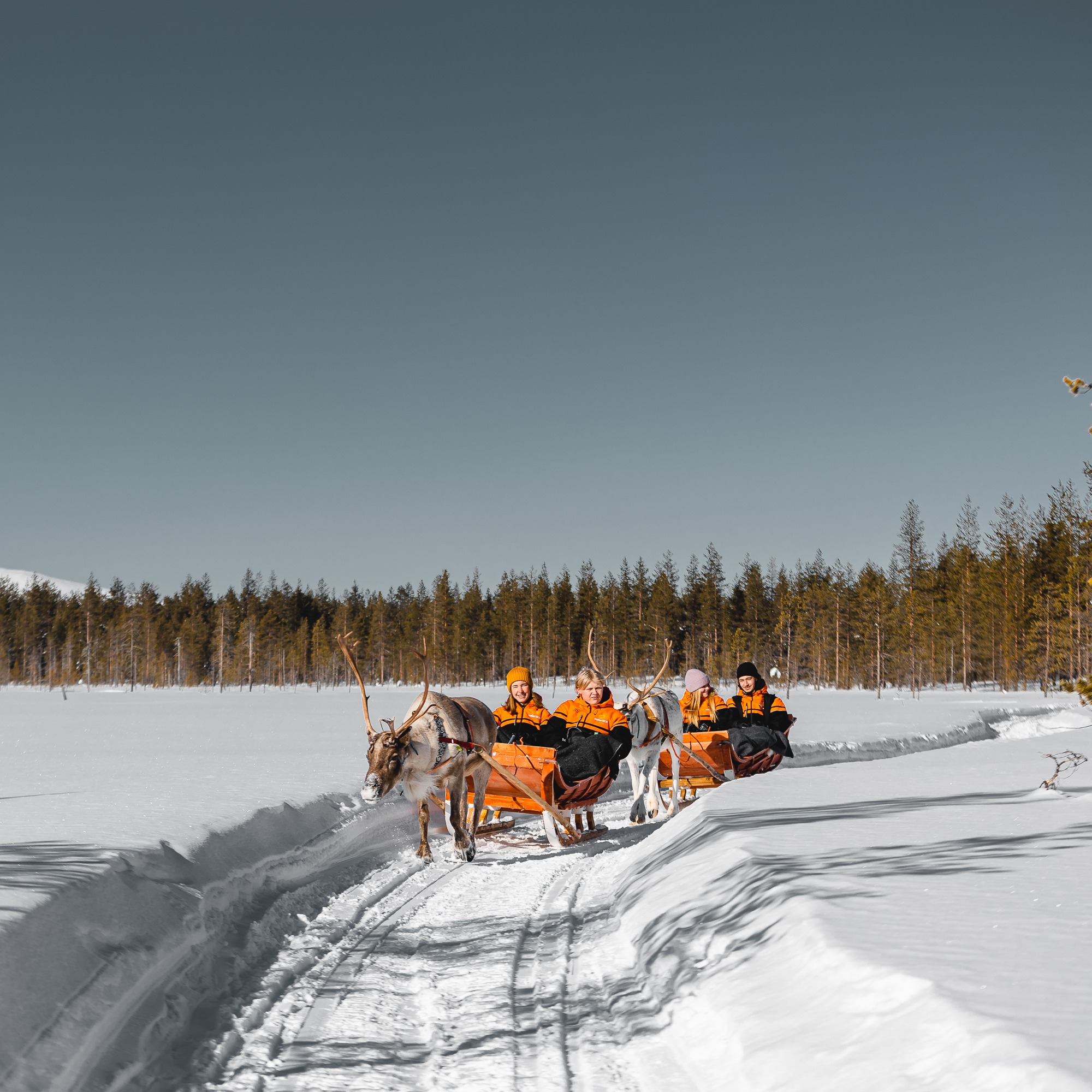 Arctic Reindeer Ride - 3km reindeer safari  thumbnail