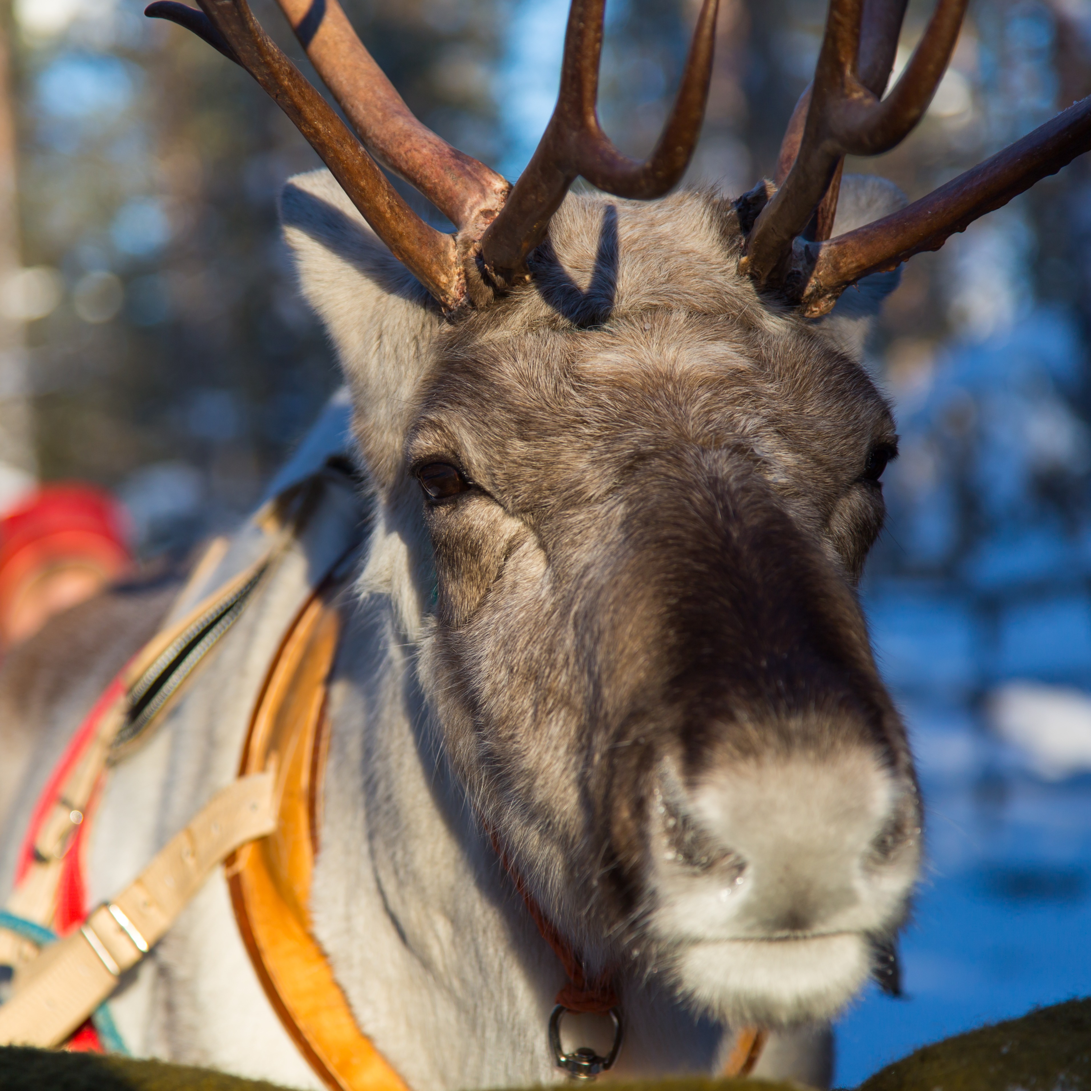 In pursuit of reindeer under Northern Lights thumbnail