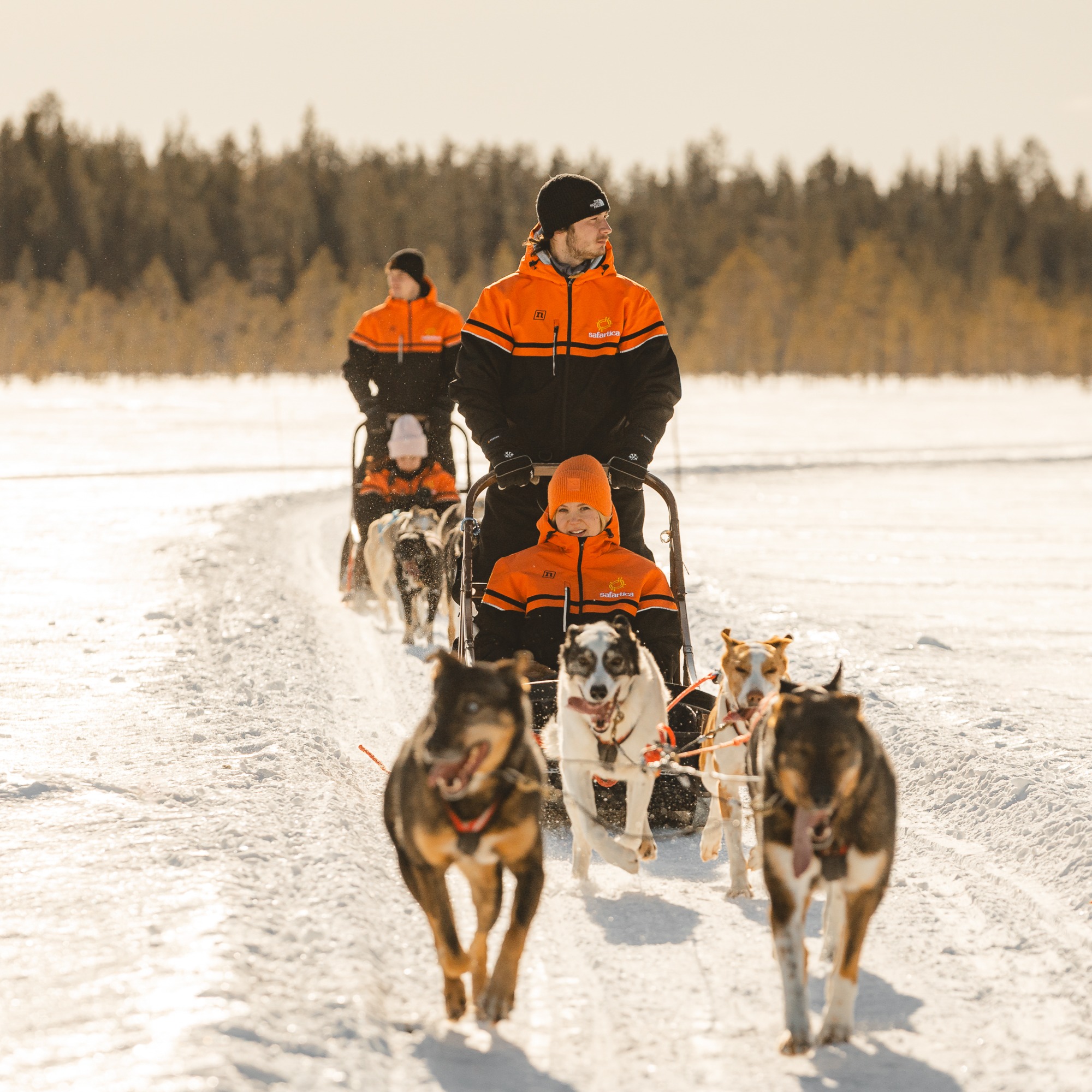 LAST SEASON'S TOP PICK: Wild Run - 5km husky safari thumbnail