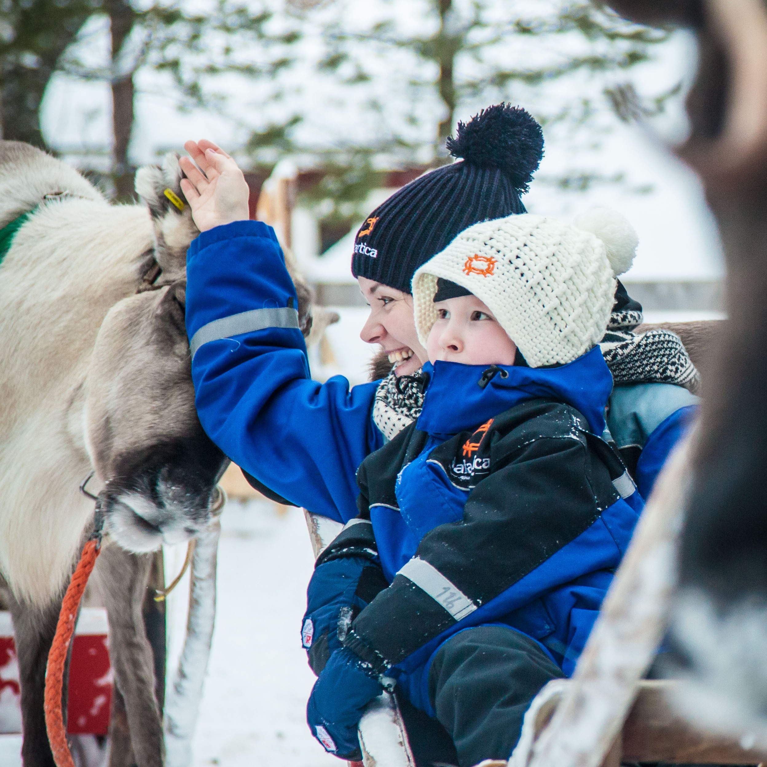 Arctic Reindeer Experience - 1.5 km reindeer safari - Safartica thumbnail