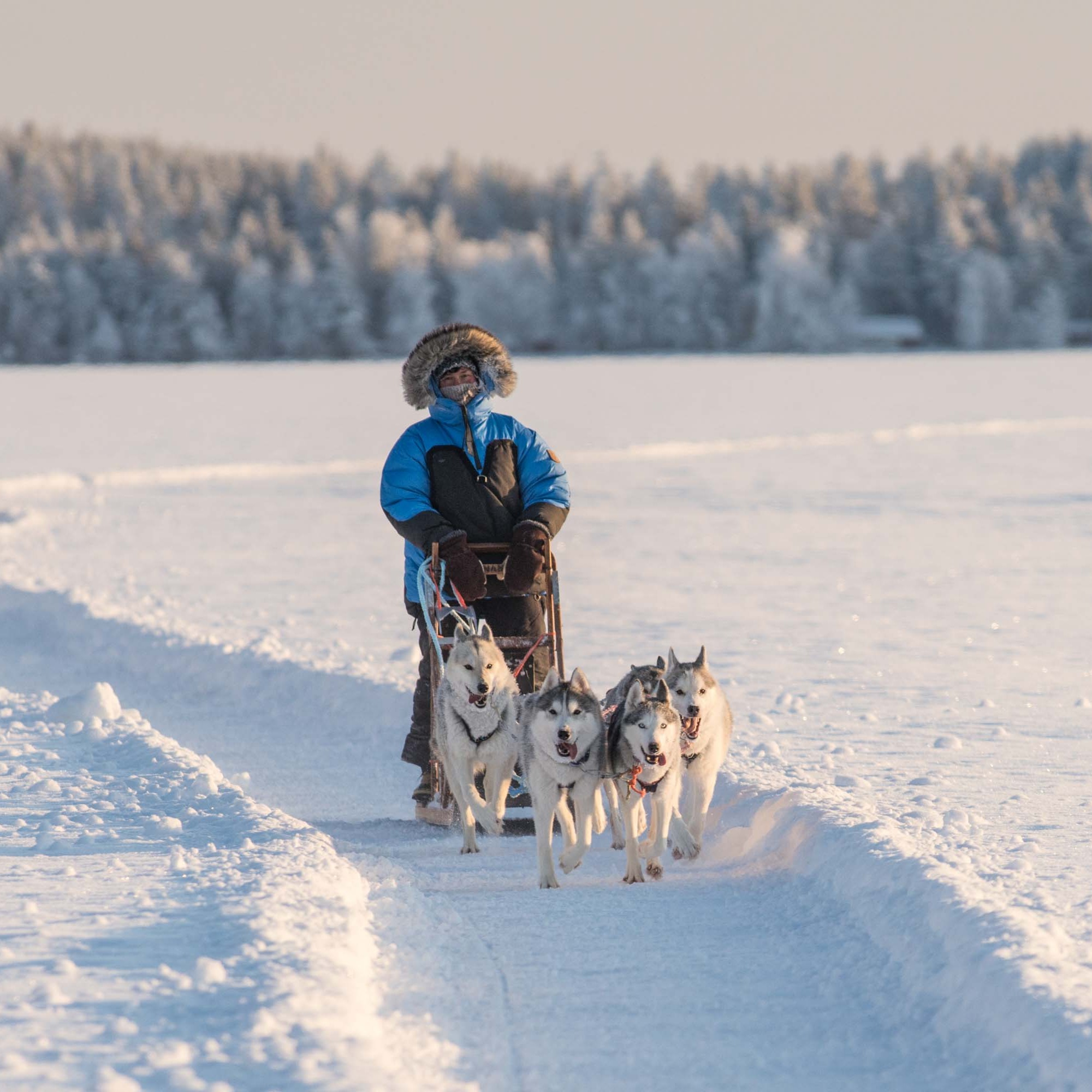 Winter Path with Huskies 10 km  thumbnail