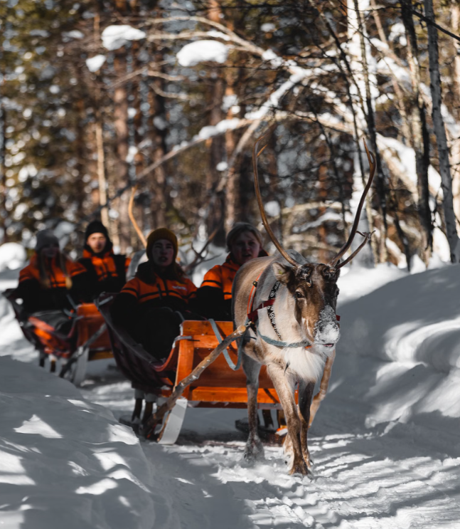 Traditional Reindeer Safari  thumbnail
