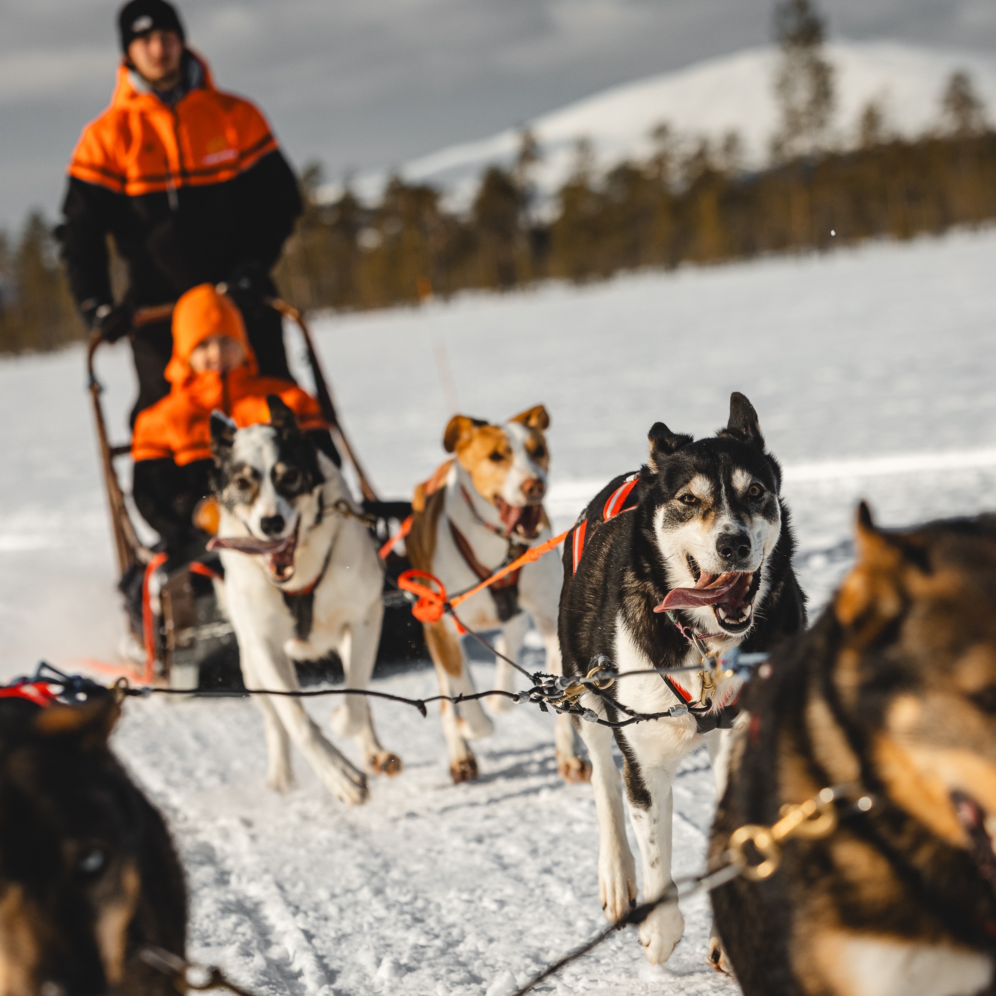 Snowy Escape - 10 km husky safari  thumbnail