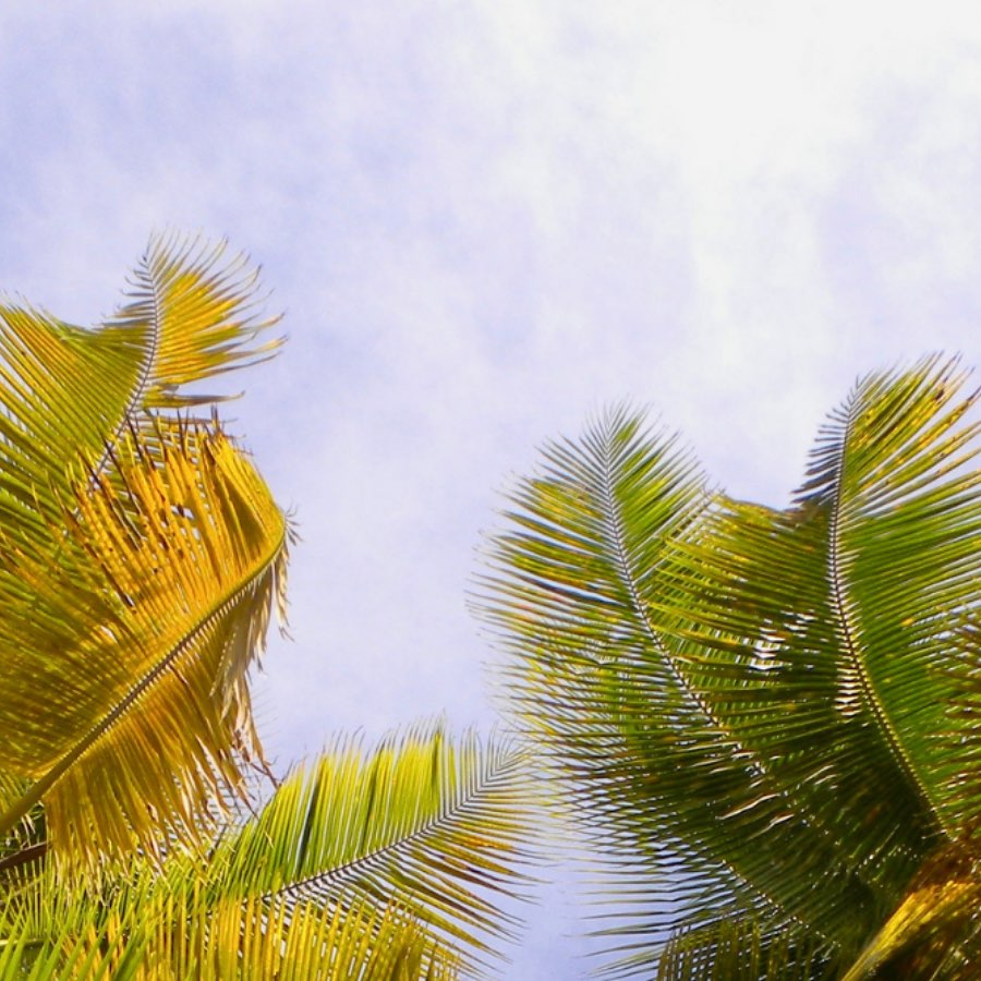 Pilates, Yoga et Yogalates en Guadeloupe 🌿
Cours collectifs et particuliers. En salle et en plein air 🌺

🗓️Je propose di