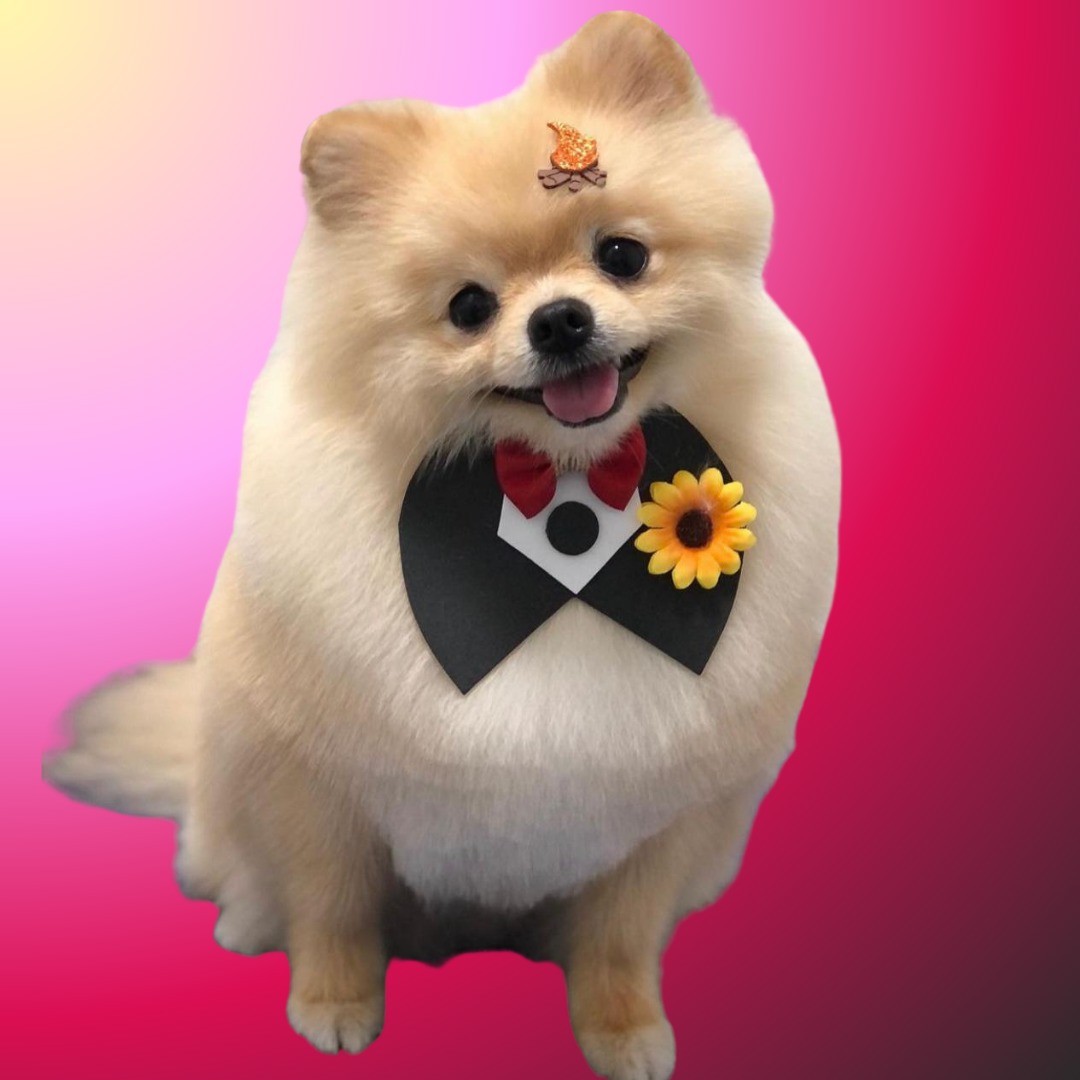 CATÁLOGO DE SERVIÇOS SPITZ thumbnail