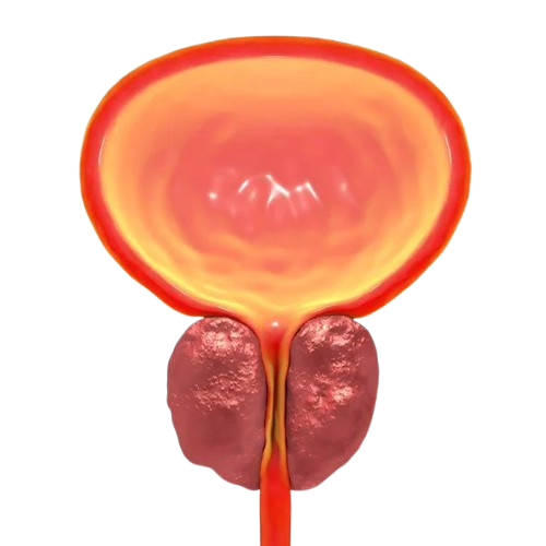 BioSite profile picture for @prostate