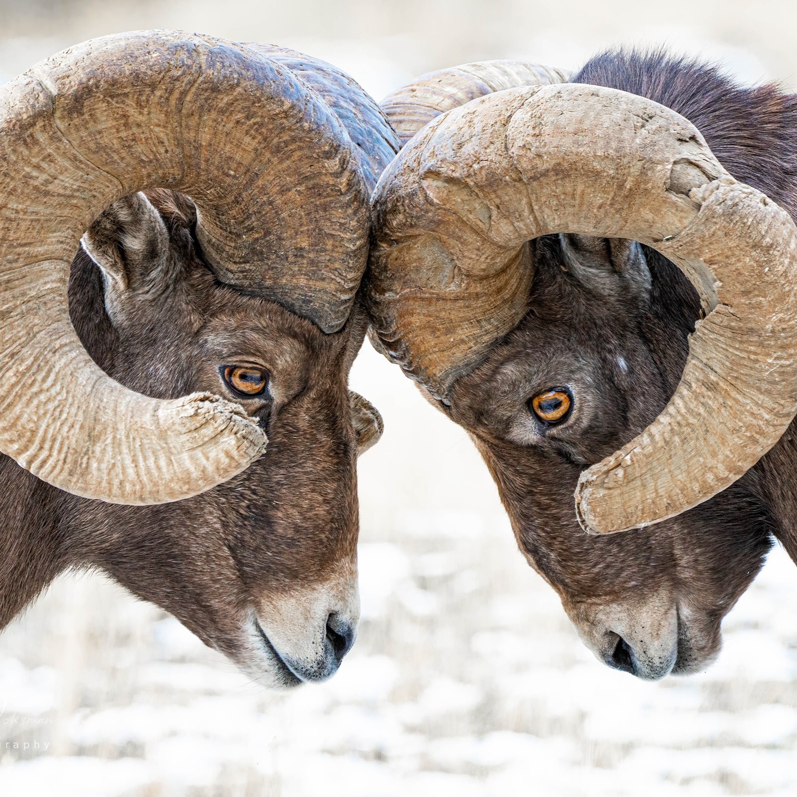 Book a Session - Sparring Sessions thumbnail