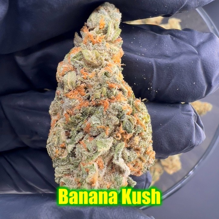 Grade: 	AAA Indoor
Strain: 	Banana Kush
Lineage: 	OG Kush x Skunk Haze
Type: 	IDH (60/40) 
Highlight: 	Here we have the 