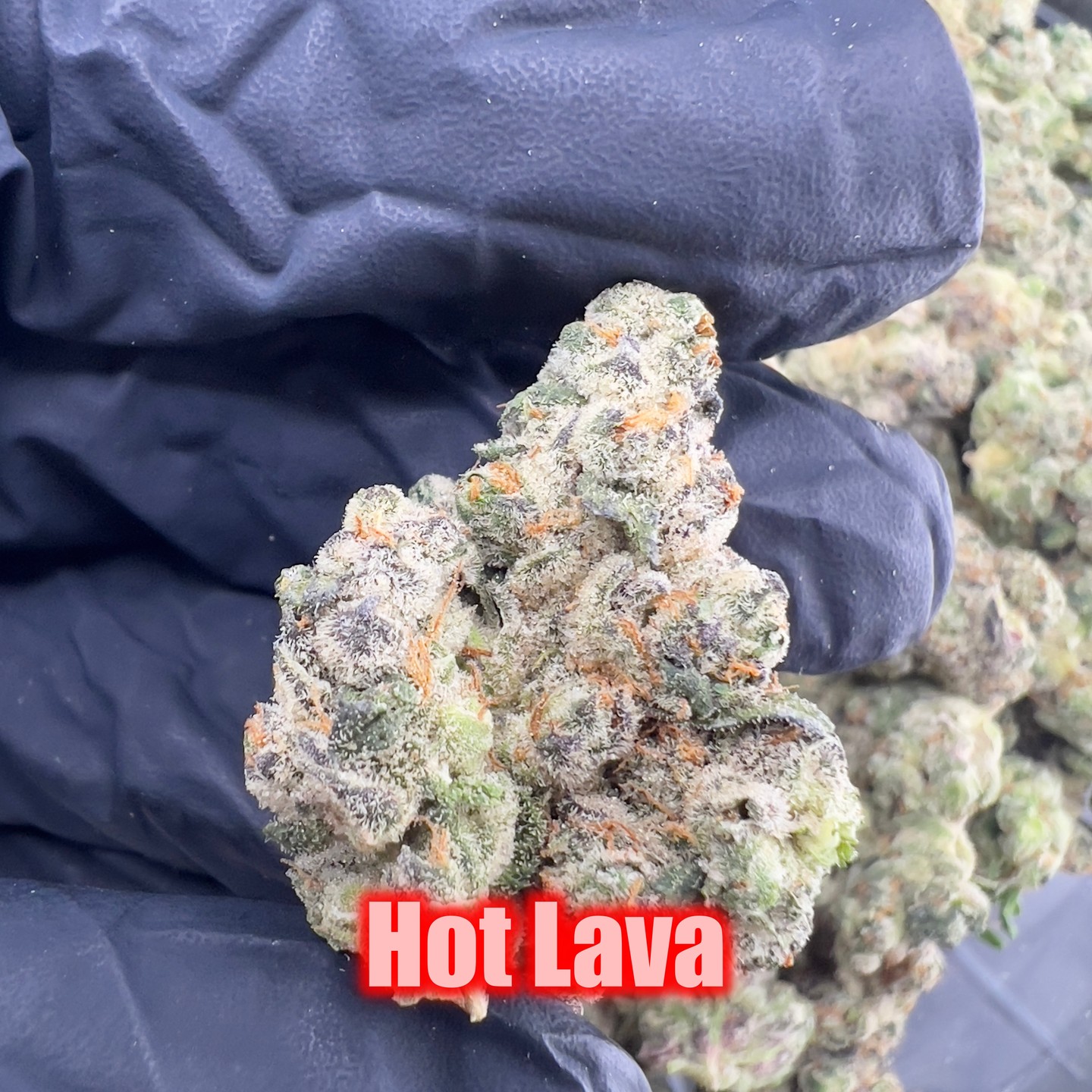 Grade: AAA+ Exotic Indoor
Strain: 	Hot Lava
Lineage: 	Scott's OG X PCS1
Type: 	Balanced Hybrid (50/50) 
Highlight: 	This