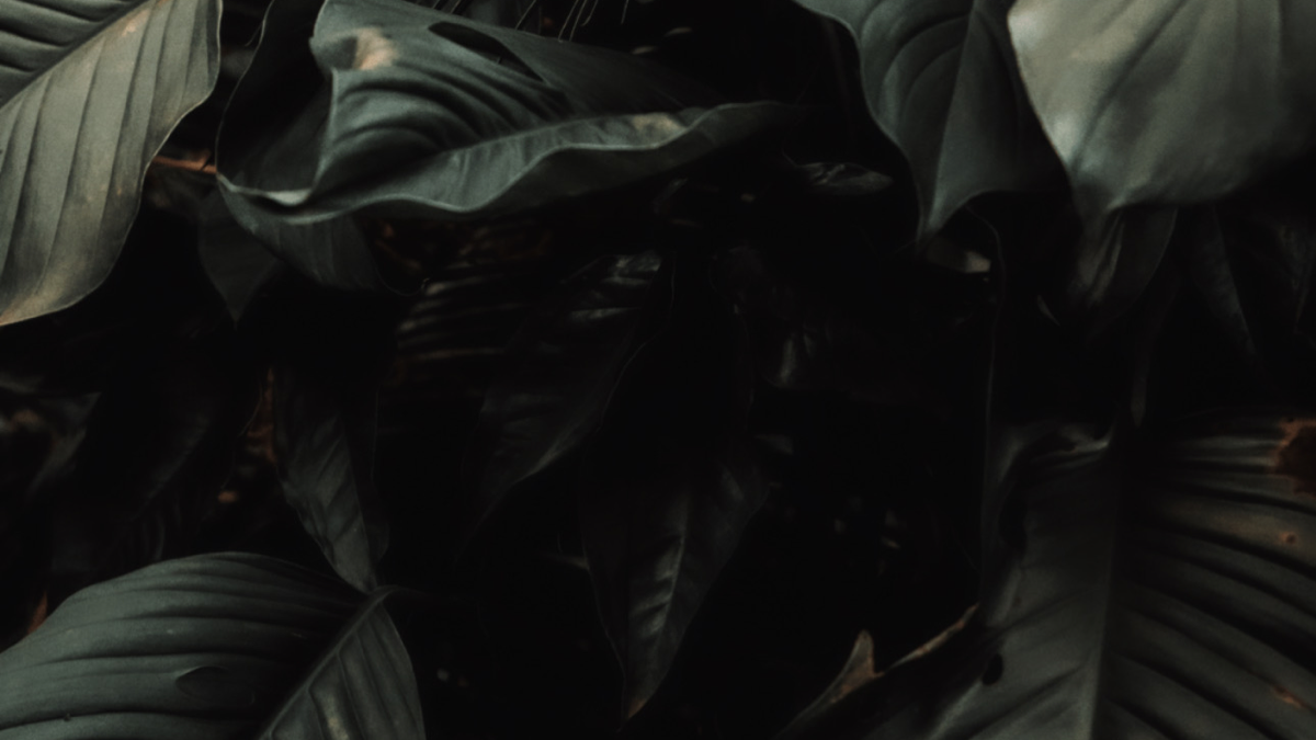 BioSite banner for @Accordingly