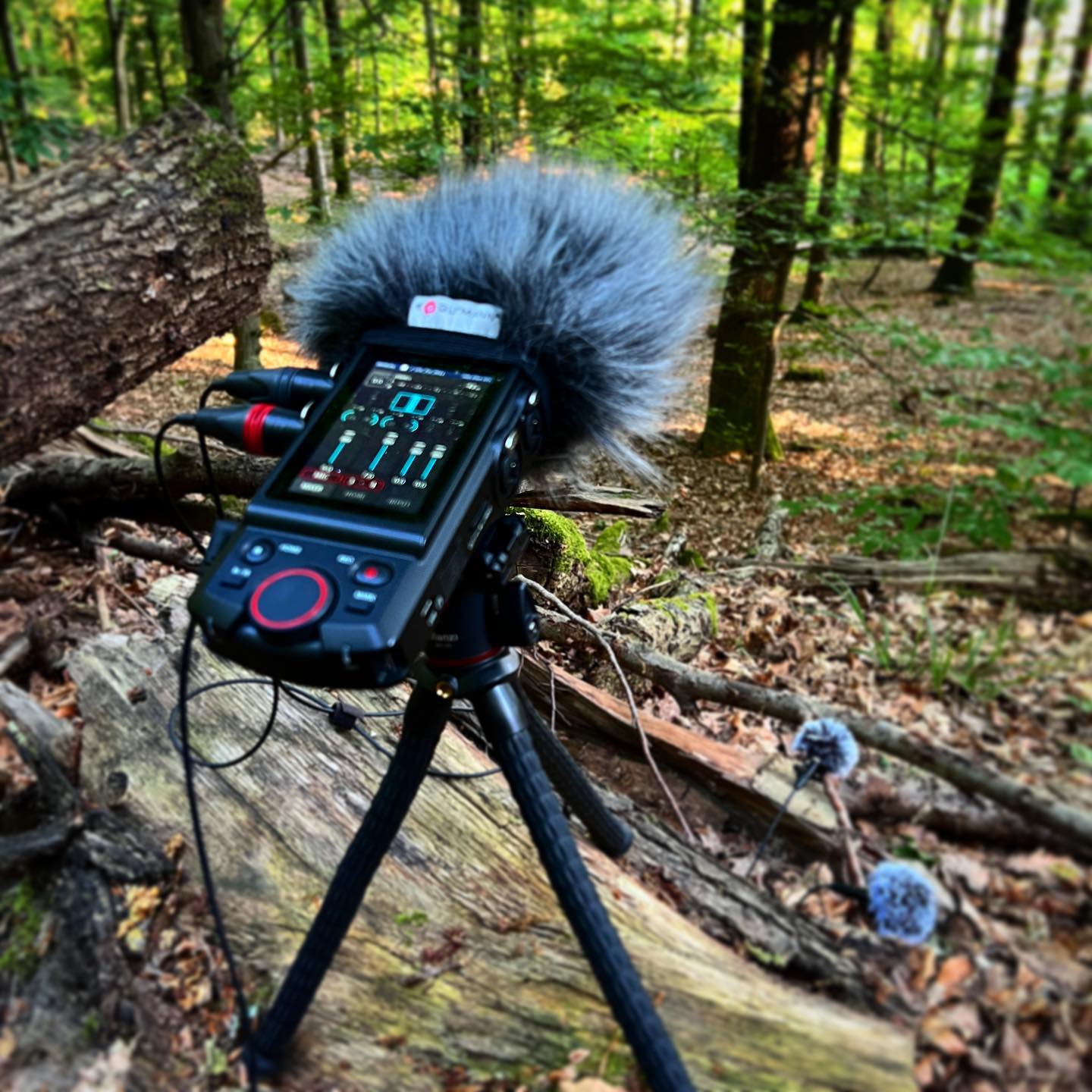 Out in the woods of #germany🇩🇪 with my new @lom.label #UsiPros and @tascam_official Portacapture X8

#Goodtimes #sounden