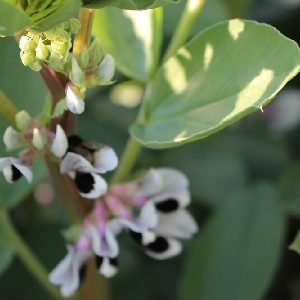 Spring Bean Agronomy Guide thumbnail