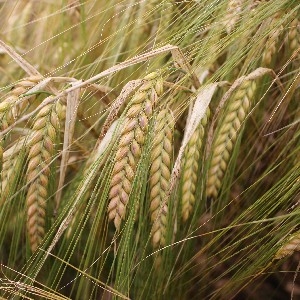 Spring Barley Factsheets  thumbnail