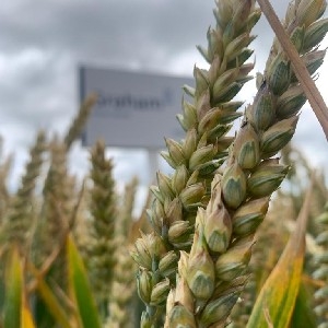 Spring Wheat Factsheets  thumbnail