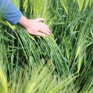 Seedtech Hybrid Barley Agronomy Guide  thumbnail