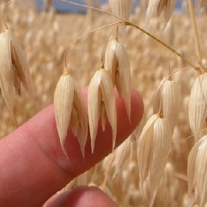 Spring Oats Factsheet thumbnail