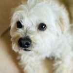 🐕Foster app!!!! thumbnail