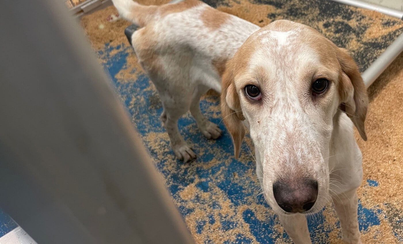 📧 Stop dog Suffering at UMass !!!!   thumbnail