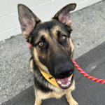 🐕Adoption app!!!!! thumbnail