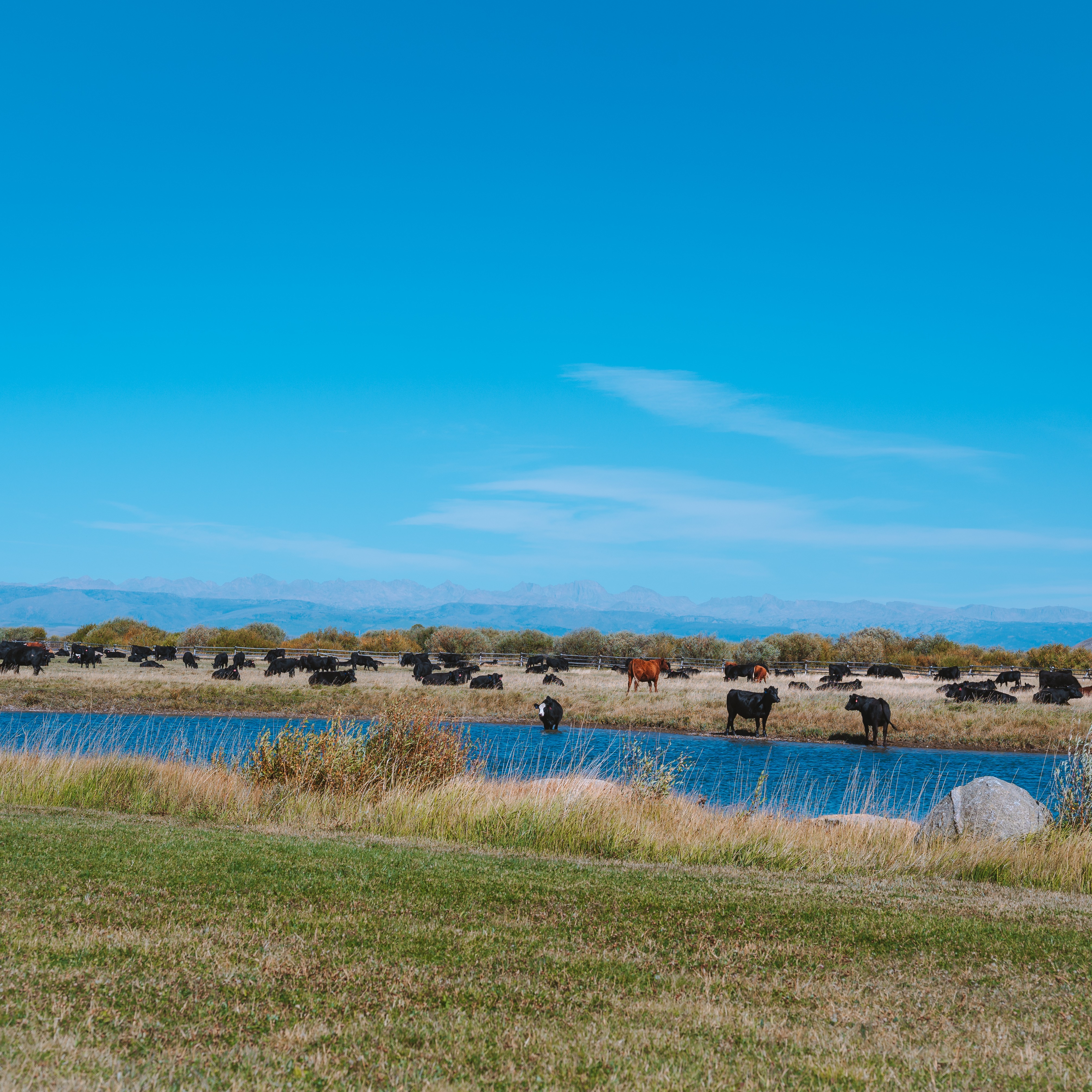 Tips + Advice On how to keep livestock safe during extreme heat thumbnail