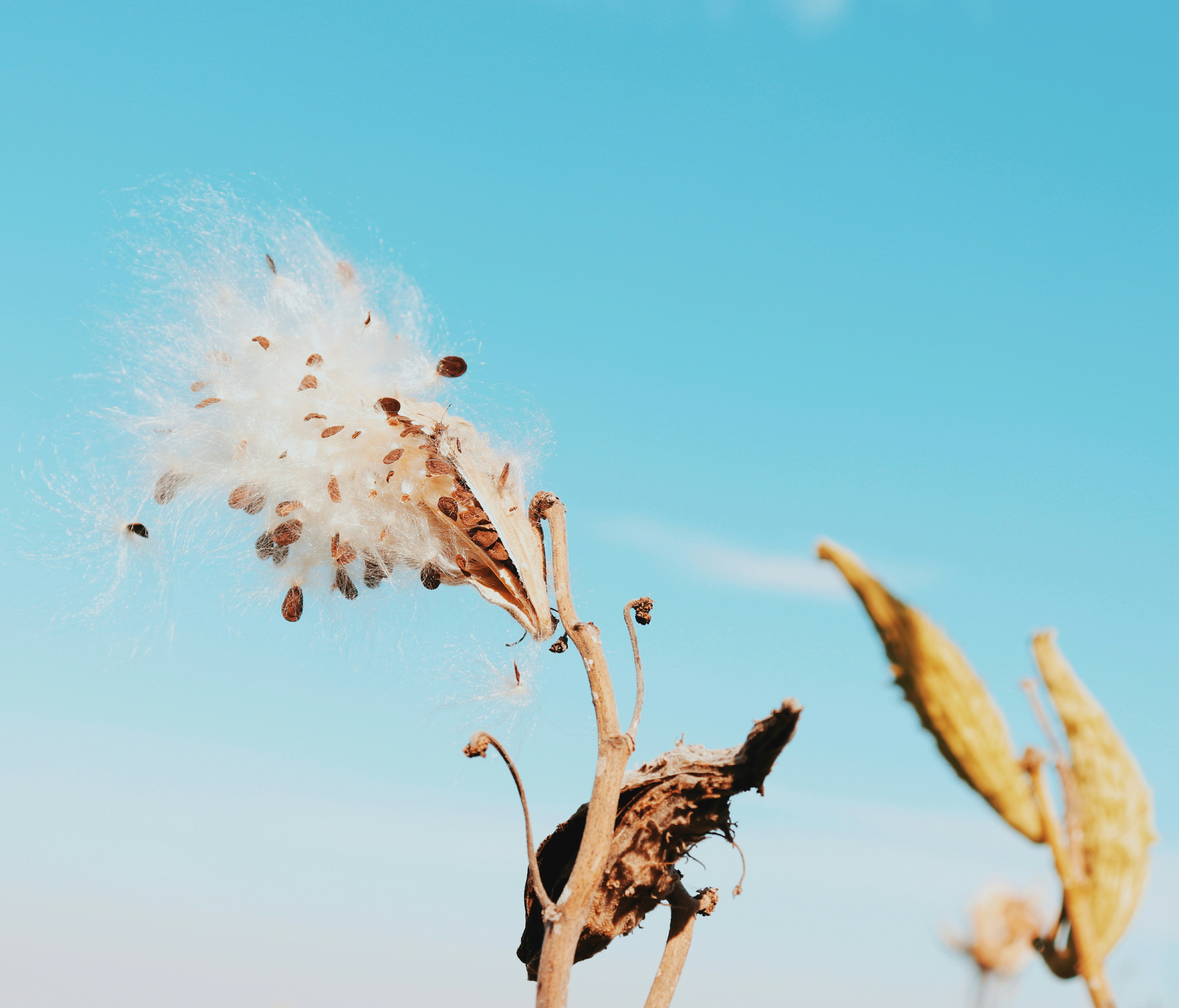 Saving the Seeds of the Southwest- Native Seeds/SEARCH thumbnail
